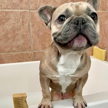 Load image into Gallery viewer, HAPPY DOG ALLERGY RELIEF SHAMPOO
